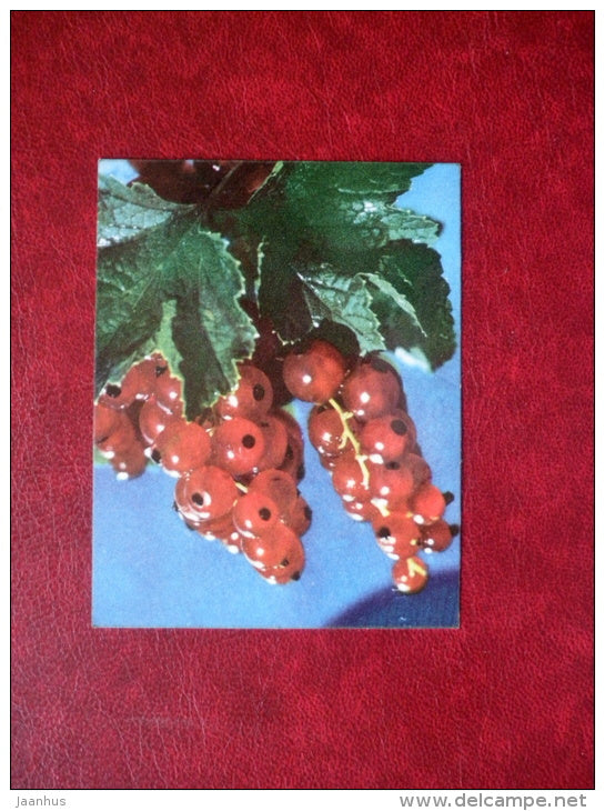 Mini Card - redcurrant - berries - 1977 - Estonia USSR - used - JH Postcards