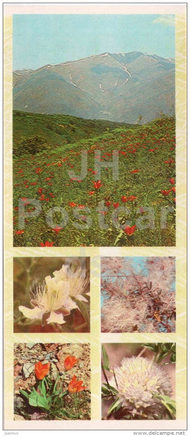 tulips - capers - Cousinia - flowers - Chatkalsky National Park - 1976 - Uzbekistan USSR - unused - JH Postcards