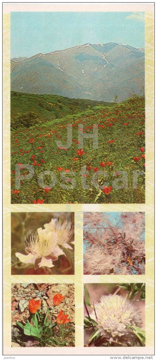 tulips - capers - Cousinia - flowers - Chatkalsky National Park - 1976 - Uzbekistan USSR - unused - JH Postcards