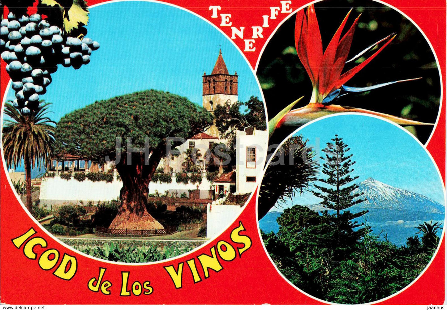 Icod de los Vinos - Tenerife - Spain - unused - JH Postcards