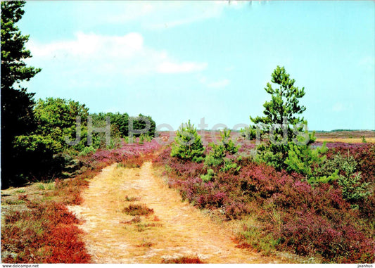 Dansk Hedelandskab - Danish Moorland - 149 - 1991 - Denmark - used - JH Postcards