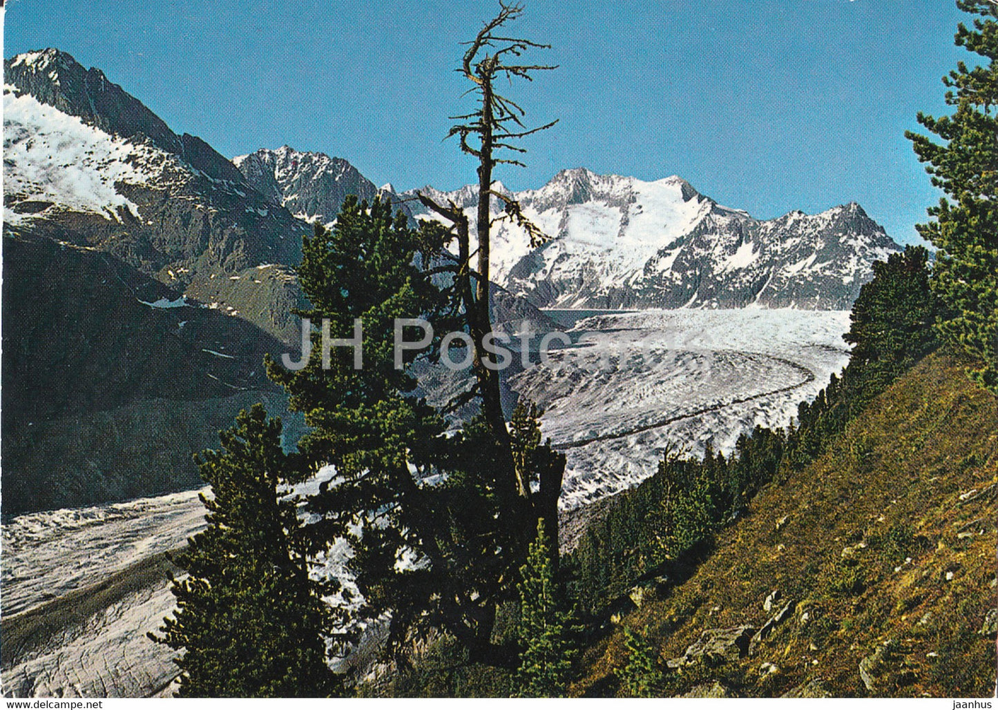 Naturschutzgebiet Aletschwald - Grosser Aletschgletscher - 16425 - 1970 - Switzerland - used - JH Postcards