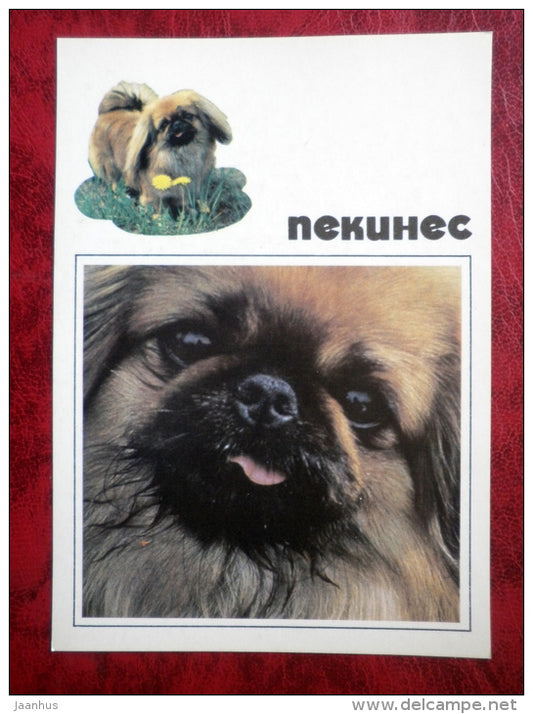 Pekingese - dogs - 1991 - Russia - USSR - unused - JH Postcards