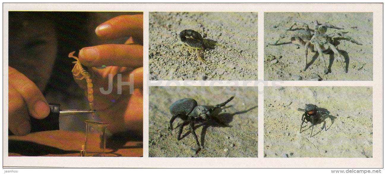 arachnids - tarantula - Sun spider - spider - scorpion - Kopet Dagh Nature Reserve - 1985 - Turkmenistan USSR - unused - JH Postcards