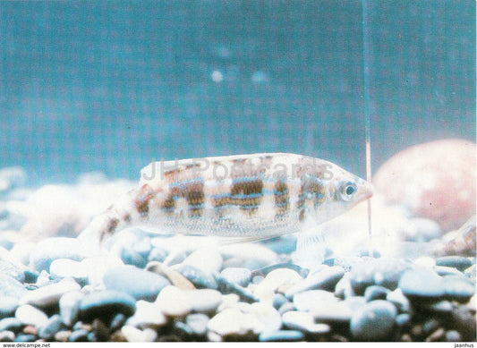 big-eyed pickerel - fish - Oceanarium in Batumi - 1989 - Georgia USSR - unused - JH Postcards