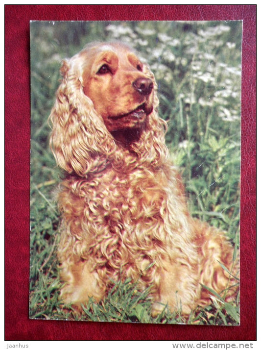 English Cocker Spaniel - dogs - 1987 - Russia USSR - unused - JH Postcards