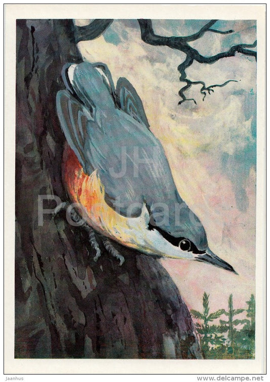 Nuthatch - Sittidae - Birds of Russian Forest - 1979 - Russia USSR - unused - JH Postcards