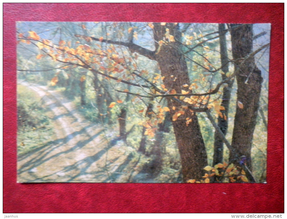 beech alley - Staryi Krym - 1973 - Ukraine USSR - unused - JH Postcards