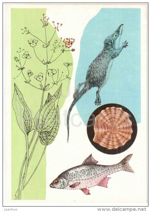 Common roach - Neomys , shrew - Alisma - 1978 - Russia USSR - unused - JH Postcards