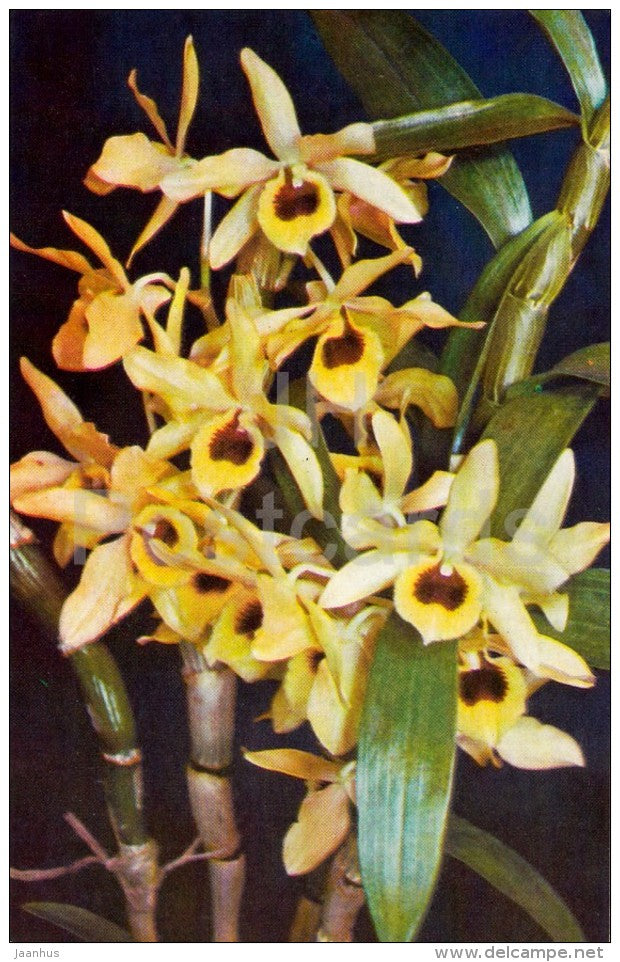 Dendrobium aureum - flowers - Orchid - Russia USSR - 1981 - unused - JH Postcards