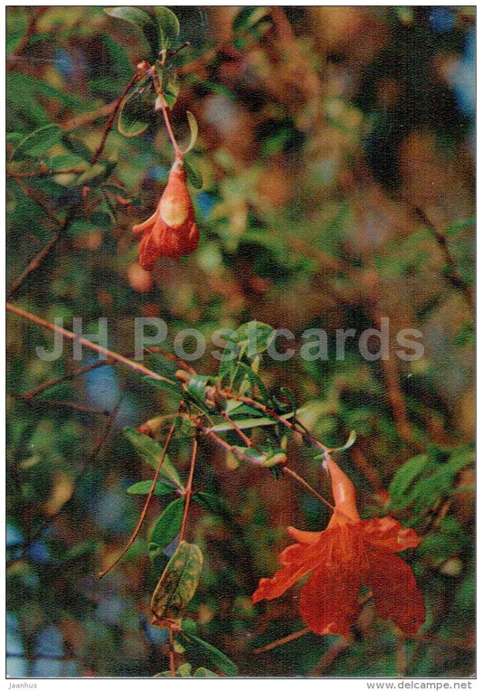Pomegranate - Punica granatum - medicinal plants - 1976 - Russia USSR - unused - JH Postcards