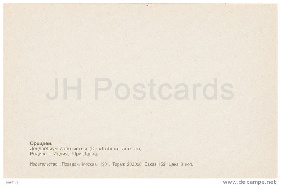 Dendrobium aureum - flowers - Orchid - Russia USSR - 1981 - unused - JH Postcards