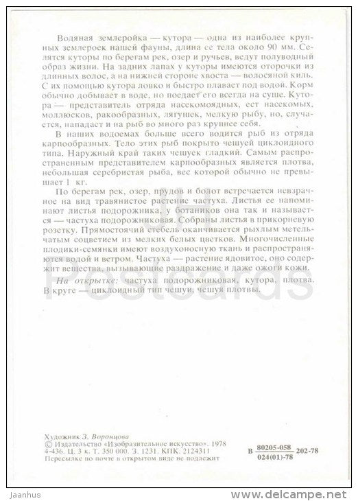 Common roach - Neomys , shrew - Alisma - 1978 - Russia USSR - unused - JH Postcards