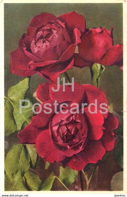 Hybrid Rose Heros - flowers - 888 - old postcard - 1950 - Switzerland - used - JH Postcards