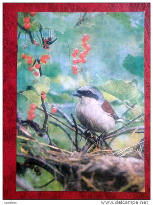 Red-backed Shrike - Lanius collurio - birds - 1981 - Latvia USSR - unused - JH Postcards