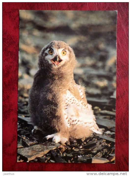 Snowy Owl nestling - Bubo scandiacus - birds - 1985 - Russia - USSR - used - JH Postcards