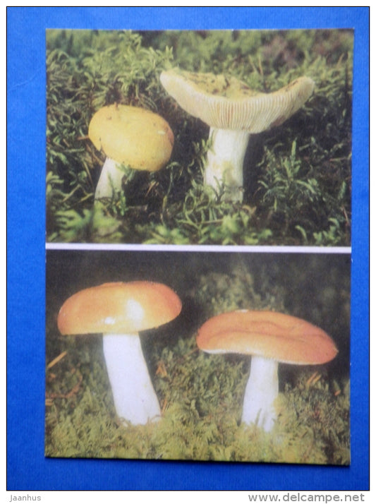 Russula flavida - Russula decolorans - mushrooms - 1976 - Estonia USSR - unused - JH Postcards
