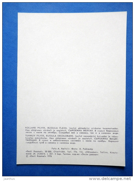 Russula flavida - Russula decolorans - mushrooms - 1976 - Estonia USSR - unused - JH Postcards