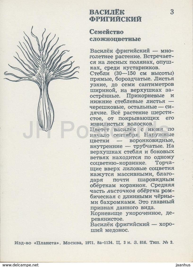 Perruque Centaurée - Centaurea phrygia - Fleurs sauvages - 1971 - Russie URSS - inutilisé