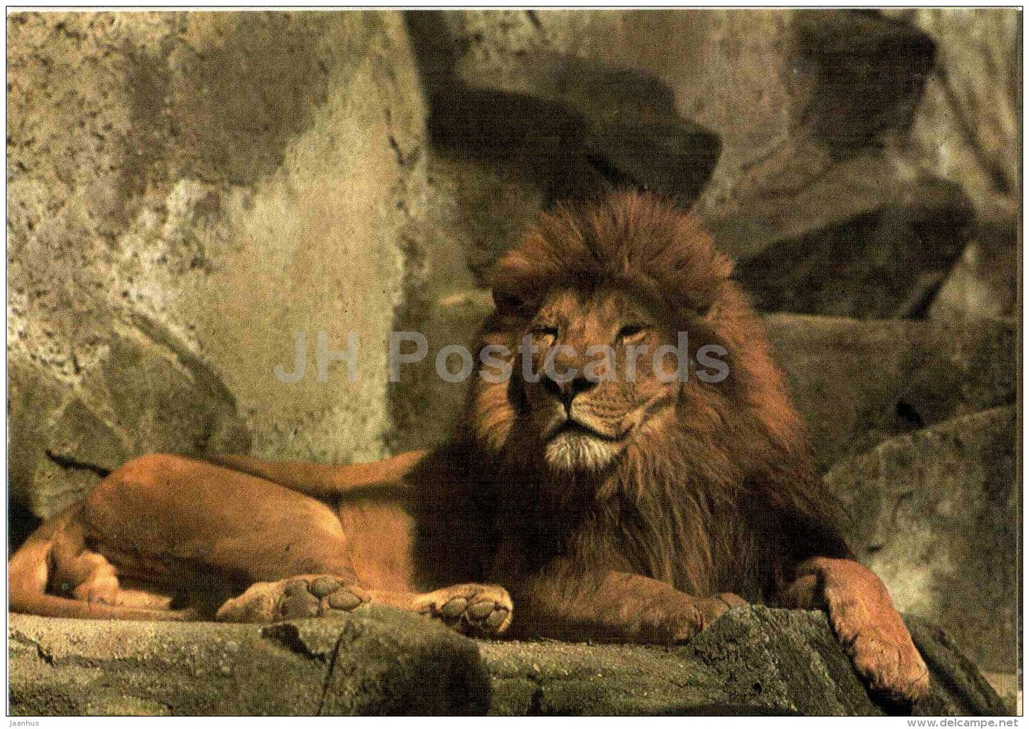 Lion - Panthera leo - animal - Zoo Animals - Czehoslovakia - unused - JH Postcards