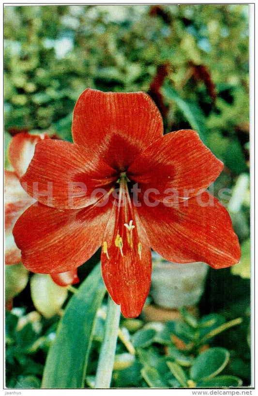 Hippeastrum hybrid - flowers - 1974 - Russia USSR - unused - JH Postcards