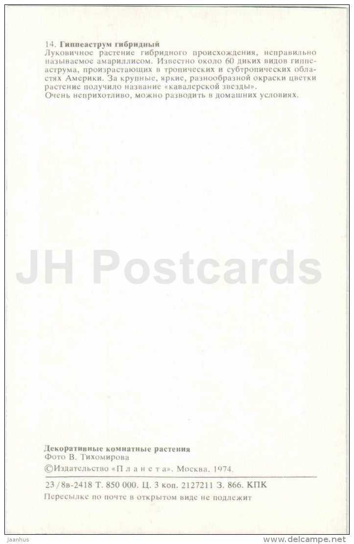 Hippeastrum hybrid - flowers - 1974 - Russia USSR - unused - JH Postcards