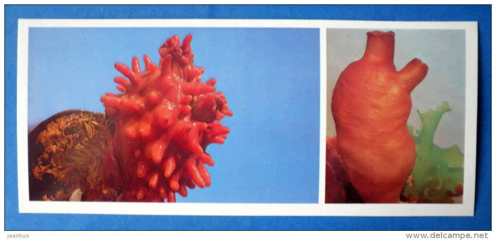 Sea pineapple , Halocynthia roretzi - Sea peach , Halocynthia aurantium - Japanese sea - 1977 - Russia USSR - unused - JH Postcards