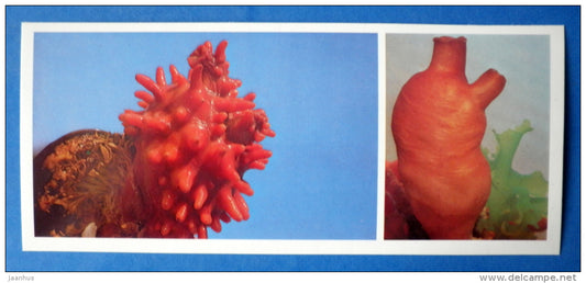 Sea pineapple , Halocynthia roretzi - Sea peach , Halocynthia aurantium - Japanese sea - 1977 - Russia USSR - unused - JH Postcards