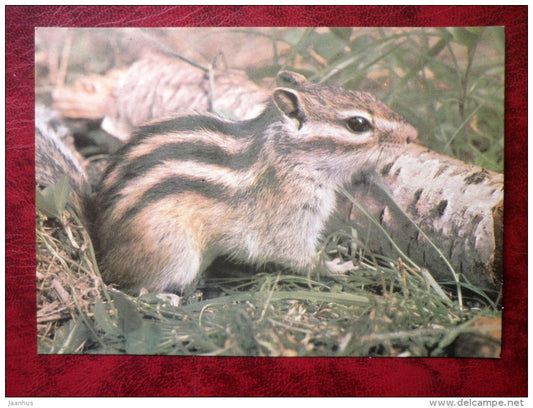 chipmunk - Tamias - animals - 1989 - Russia - USSR - unused - JH Postcards