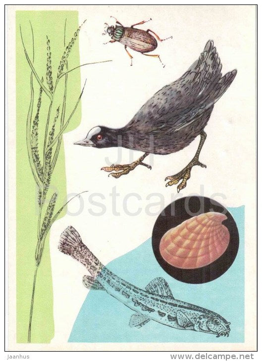 Ancylidae , snail - Helophorus , beetle - Spined loach - Eurasian Coot - Carex aquatilis - 1978 - Russia USSR - unused - JH Postcards