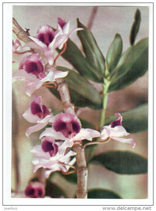 lilac orchid - flowers - Vietnam - unused - JH Postcards
