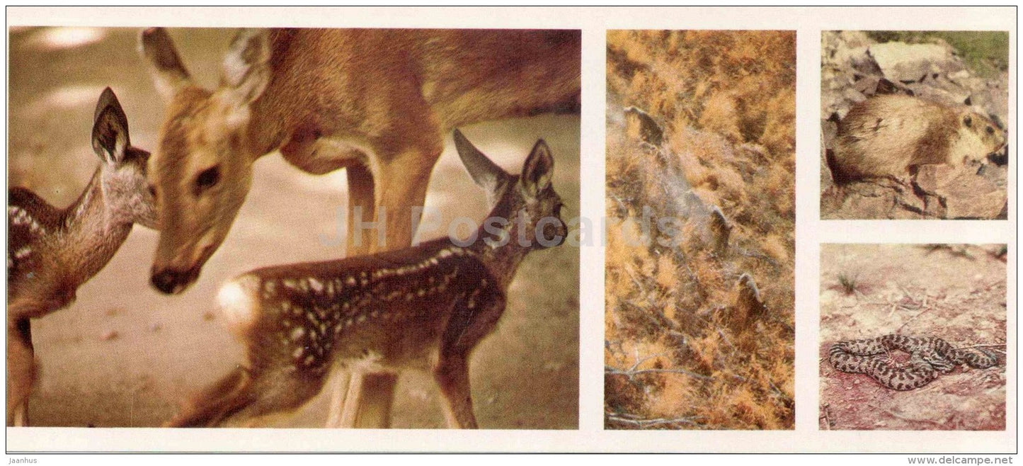 Roe Deer - Siberian pit viper - Gloydius halys - Chatkalsky National Park - 1976 - Uzbekistan USSR - unused - JH Postcards