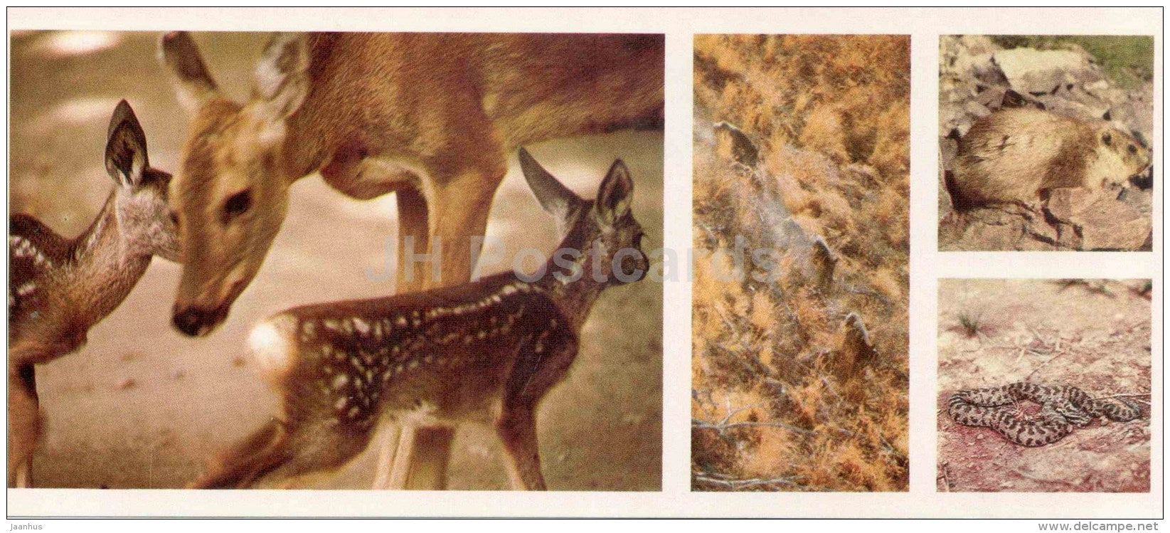 Roe Deer - Siberian pit viper - Gloydius halys - Chatkalsky National Park - 1976 - Uzbekistan USSR - unused - JH Postcards
