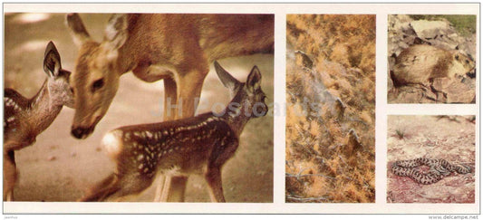 Roe Deer - Siberian pit viper - Gloydius halys - Chatkalsky National Park - 1976 - Uzbekistan USSR - unused - JH Postcards