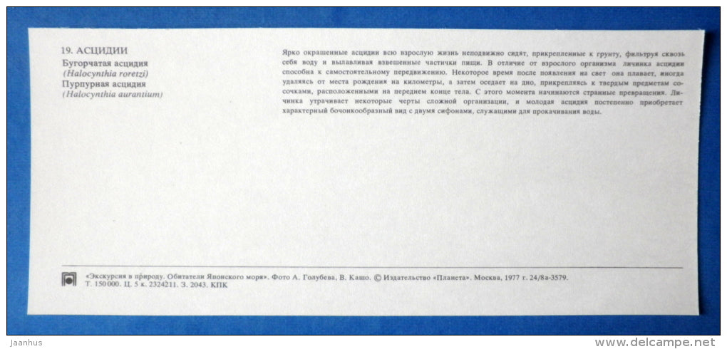 Sea pineapple , Halocynthia roretzi - Sea peach , Halocynthia aurantium - Japanese sea - 1977 - Russia USSR - unused - JH Postcards