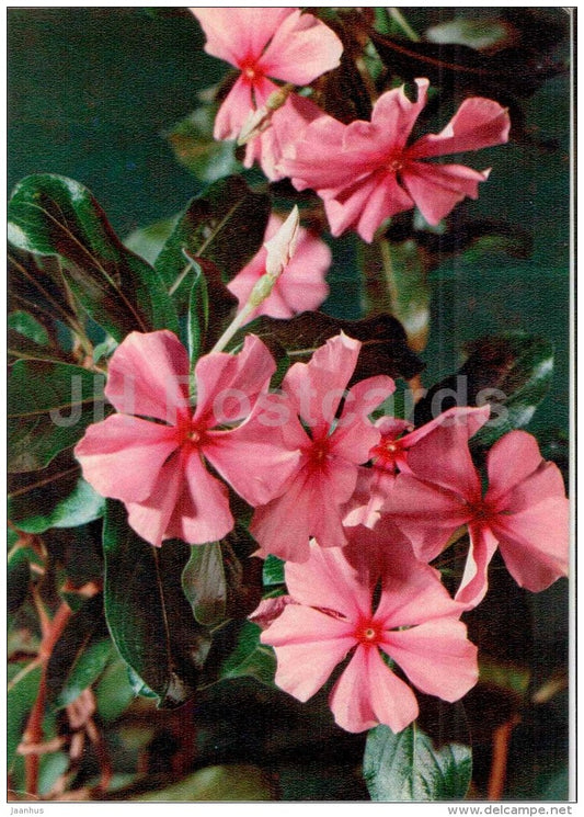 Madagascar periwinkle - Catharanthus roseus - medicinal plants - 1976 - Russia USSR - unused - JH Postcards