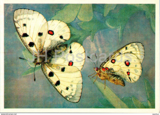 Apollo - Parnassius apollo - butterfly - butterflies - 1976 - Russia USSR - unused - JH Postcards