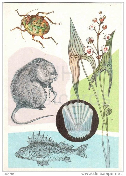 European water vole - Ruffe , fish - Sagittaria , plant - 1978 - Russia USSR - unused - JH Postcards