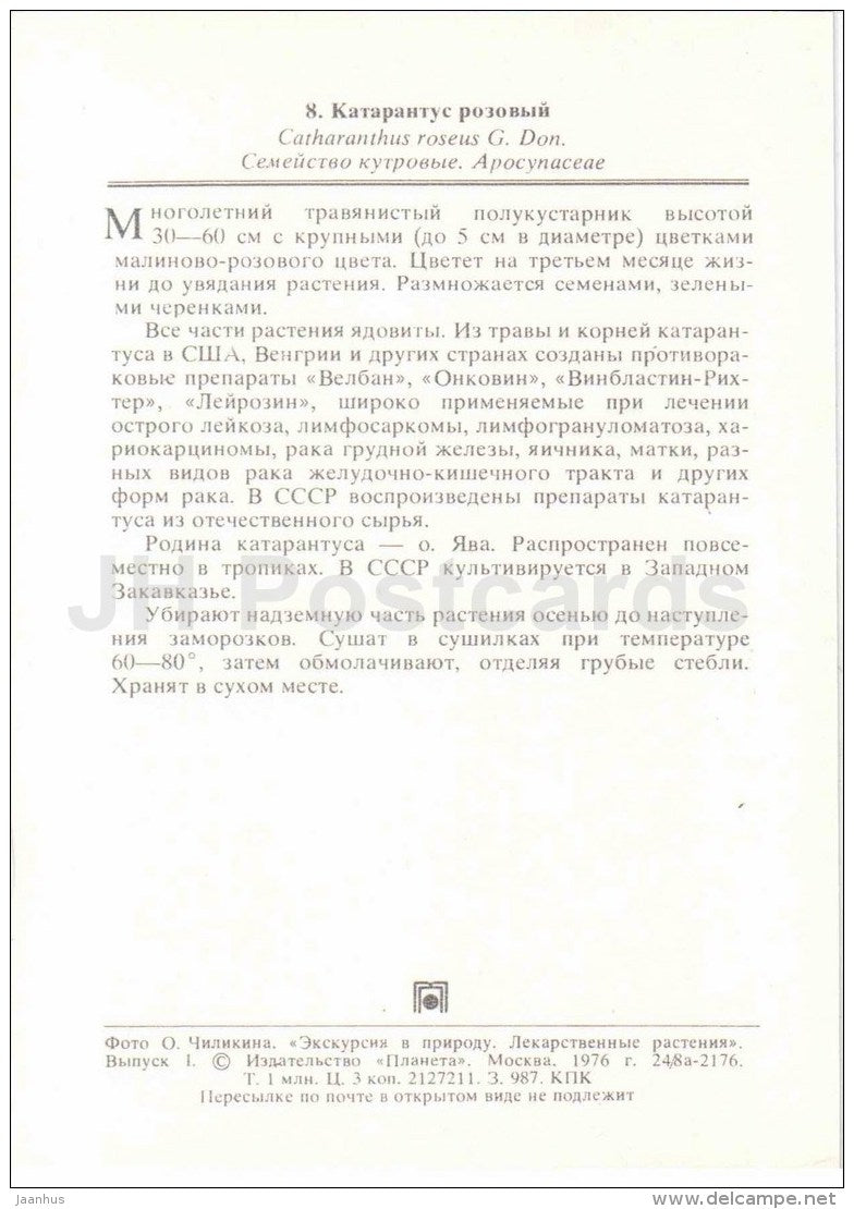 Madagascar periwinkle - Catharanthus roseus - medicinal plants - 1976 - Russia USSR - unused - JH Postcards