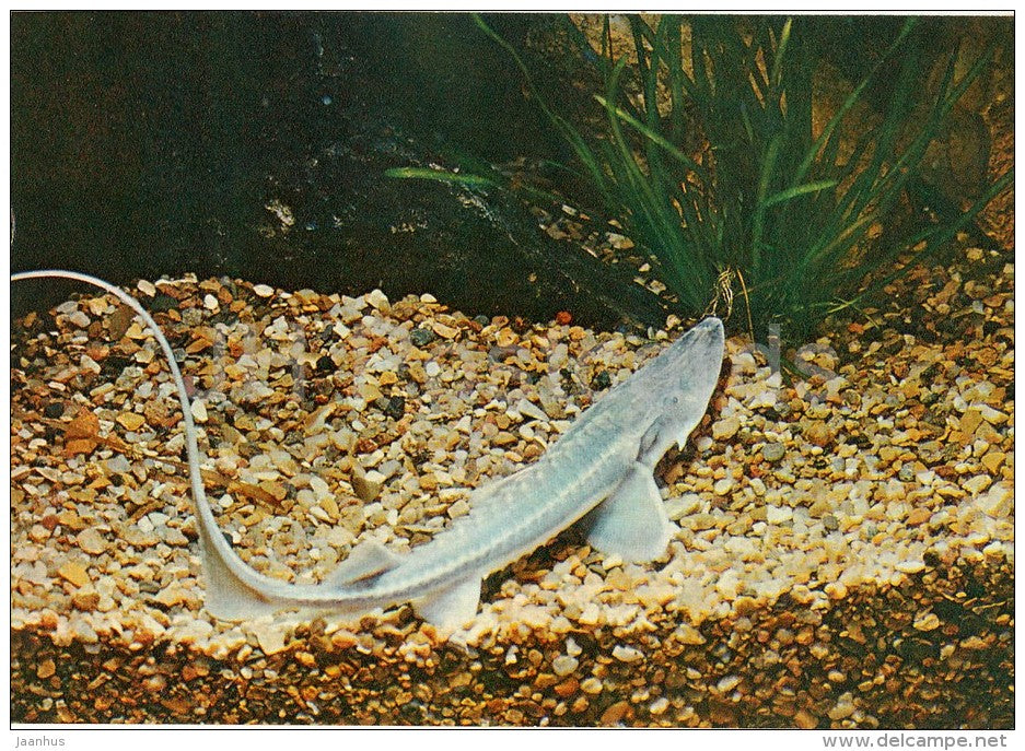 Amu Darya sturgeon - fish - Pseudoscaphirhynchus kaufmanni - Moscow Zoo - 1982 - Russia USSR - unused - JH Postcards