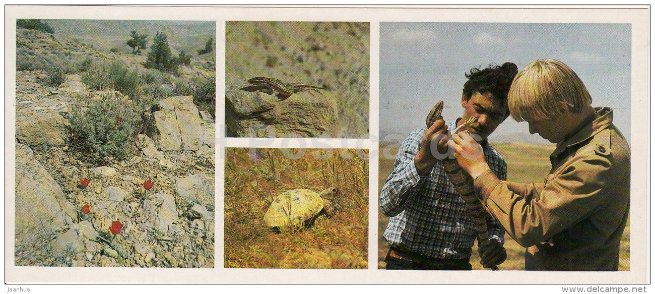lizards and turtles - Caspian Monitor - Kopet Dagh Nature Reserve - 1985 - Turkmenistan USSR - unused - JH Postcards