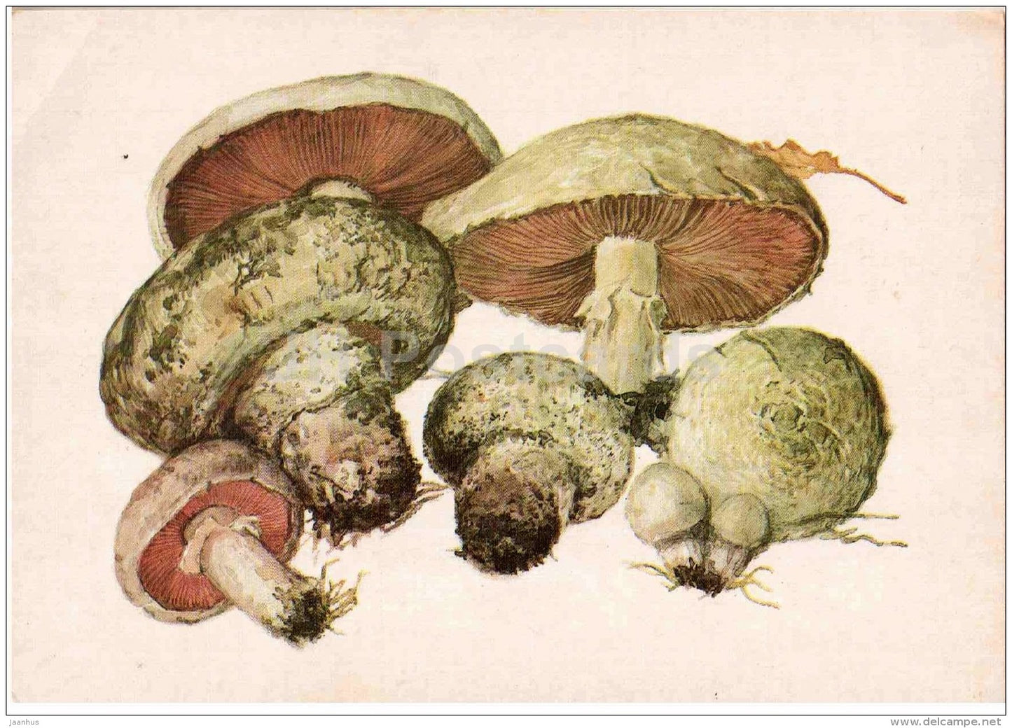 Agaricus campestris - Field Mushroom - mushroom - 1986 - Russia USSR - unused - JH Postcards