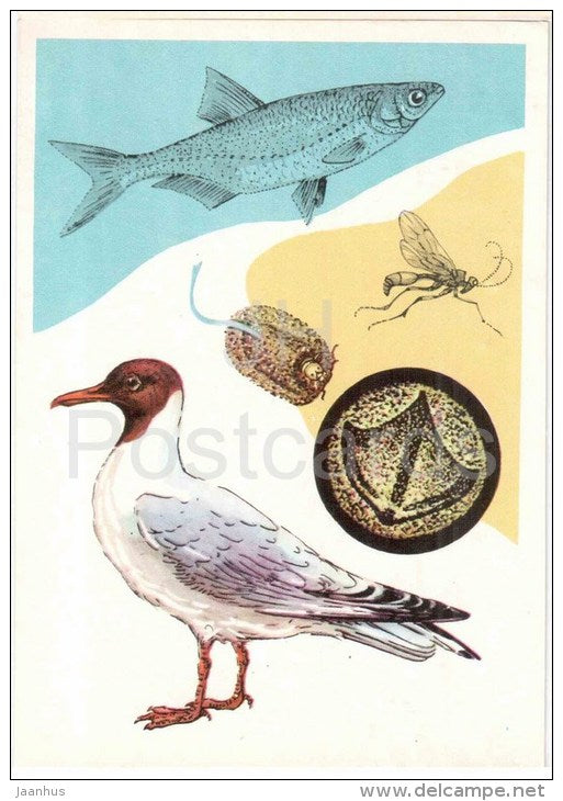 Black-headed gull - Common bleak - 1978 - Russia USSR - unused - JH Postcards