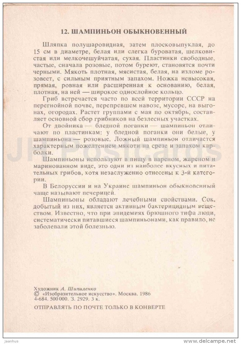Agaricus campestris - Field Mushroom - mushroom - 1986 - Russia USSR - unused - JH Postcards