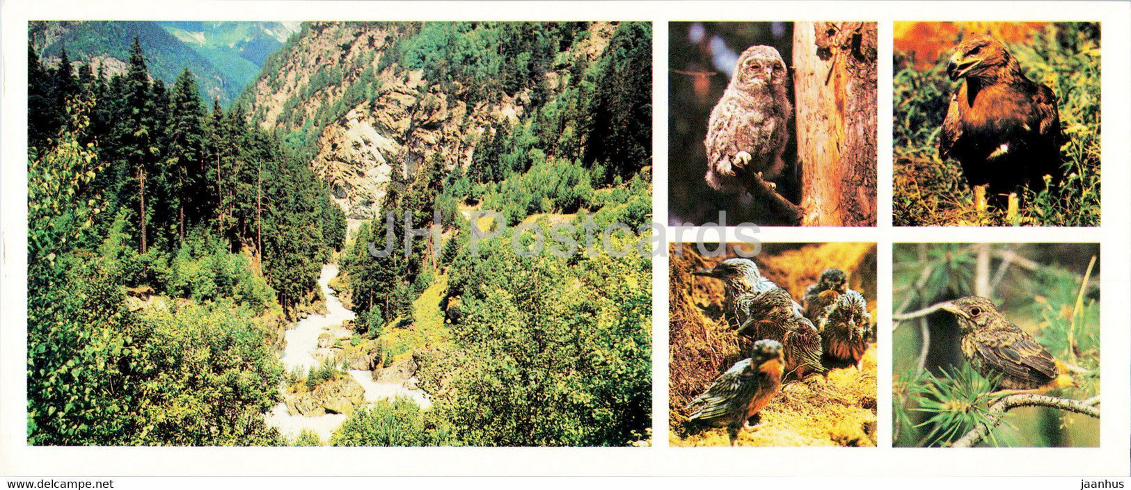 Teberda Nature Reserve - Birds - 1982 - Russia USSR - unused - JH Postcards