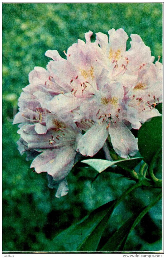 Rhododendron ponticum - flowers - 1974 - Russia USSR - unused - JH Postcards