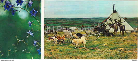 Delphinium - plants - reindeer - sled dogs - Tundra in bloom - 1973 - Russia USSR - unused - JH Postcards
