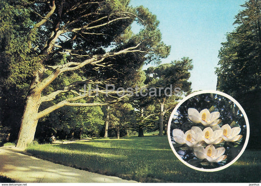 Alupka Palace Museum - Crimean Pine - Magnolia - Crimea - Ukraine USSR - unused - JH Postcards