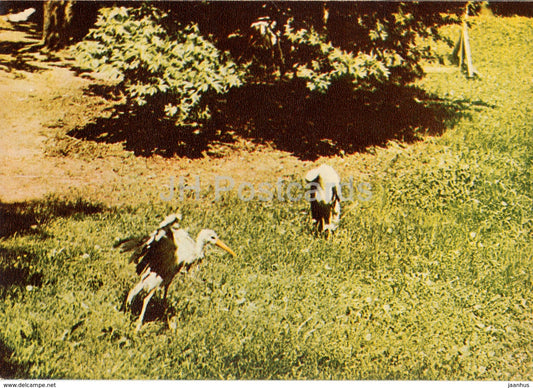 White stork - Ciconia ciconia - birds - Riga Zoo - old postcard - Latvia USSR - unused - JH Postcards