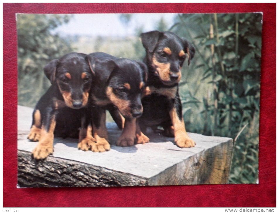 dog puppies - dogs - Yugoslavia - used - JH Postcards